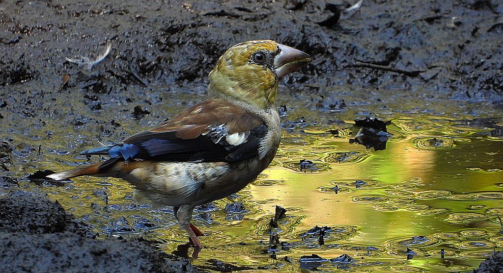 Grubodziób, pestkojad, grabołusk (Coccothraustes coccothraustes)