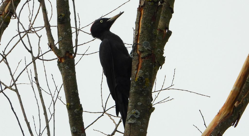 Dzięcioł czarny (Dryocopus martius)