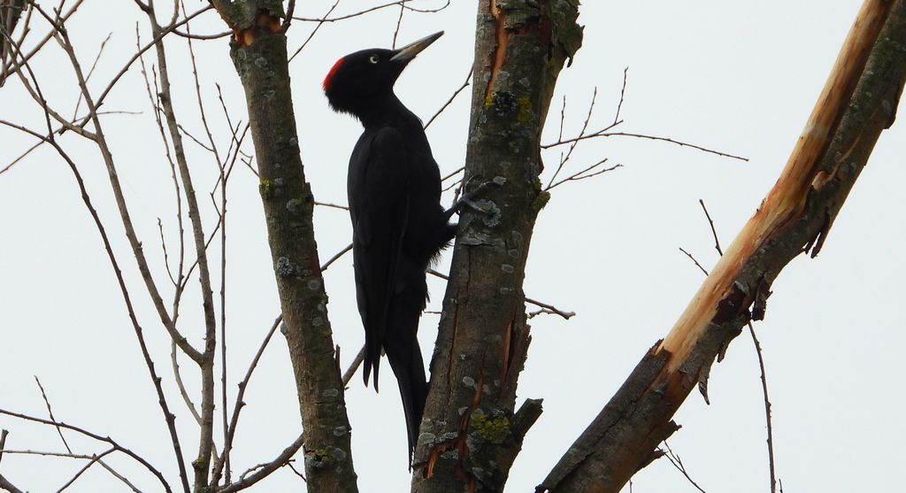 Dzięcioł czarny (Dryocopus martius)