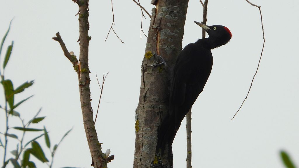 Dzięcioł czarny (Dryocopus martius)