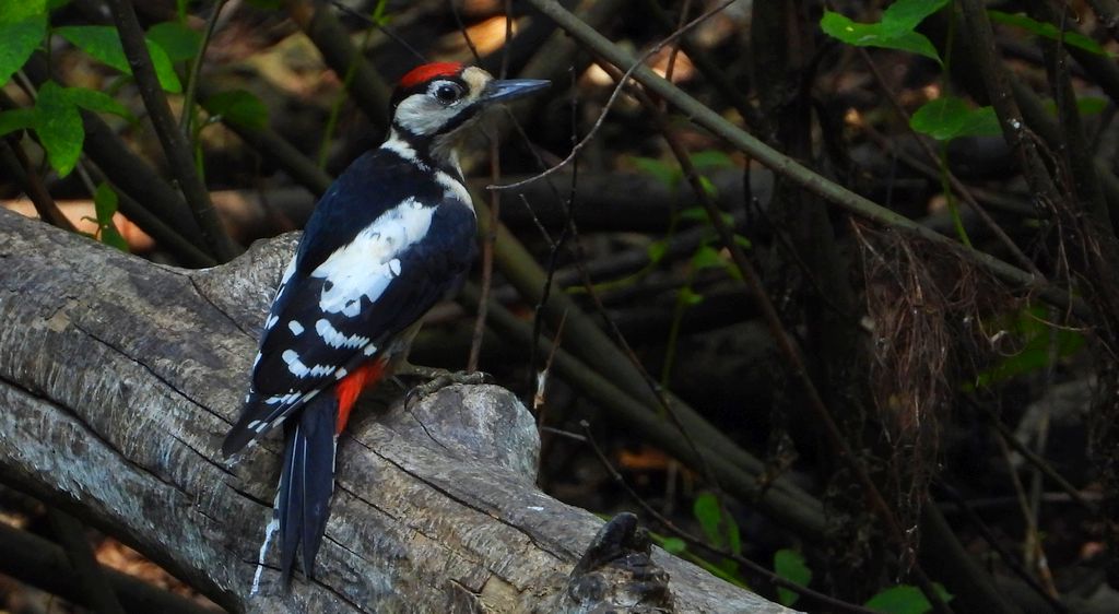 Dzięcioł duży, dzięcioł pstry większy (Dendrocopos major)