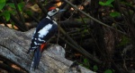 Dzięcioł duży, dzięcioł pstry większy (Dendrocopos major)