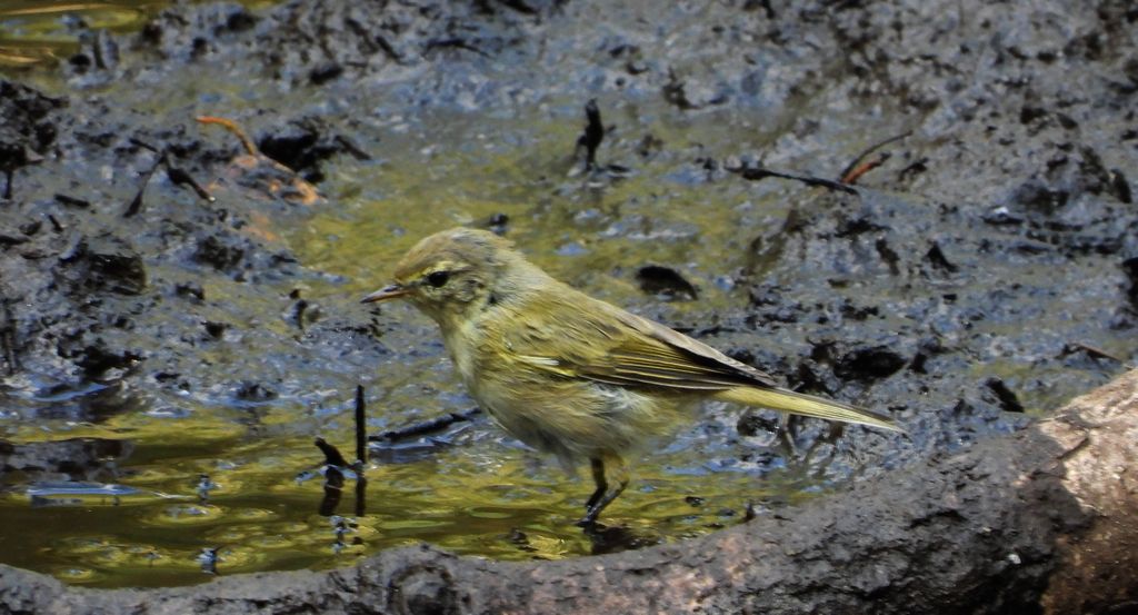 Świstunka leśna (Rhadina sibilatrix)