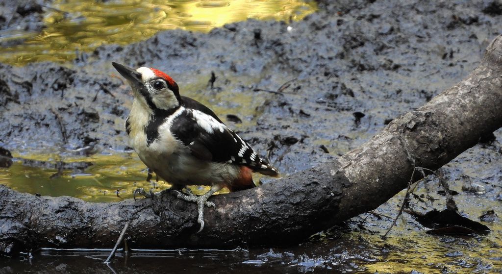 Dzięcioł duży, dzięcioł pstry większy (Dendrocopos major)