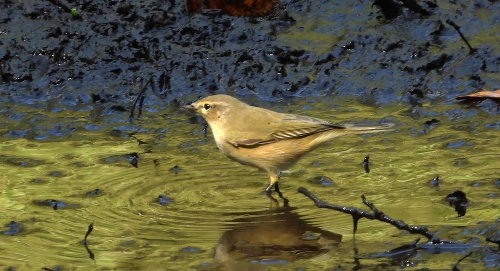Świstunka leśna (Rhadina sibilatrix)