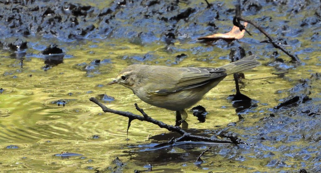 Świstunka leśna (Rhadina sibilatrix)