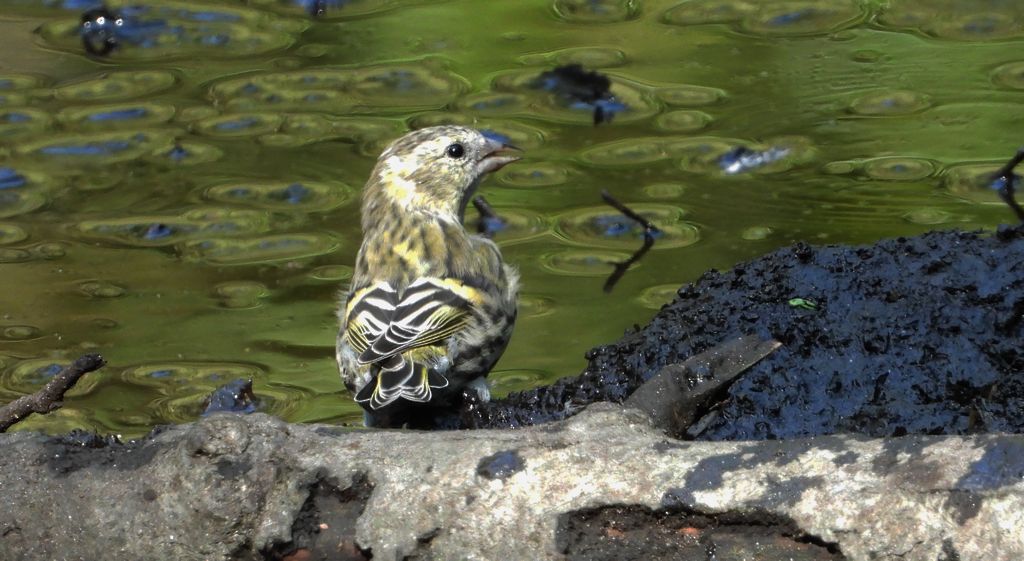 Czyż zwyczajny (Spinus spinus)