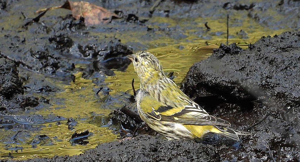 Czyż zwyczajny (Spinus spinus)
