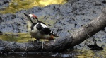 Dzięcioł duży, dzięcioł pstry większy (Dendrocopos major)