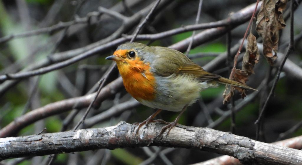 Rudzik, rudzik zwyczajny, raszka (Erithacus rubecula)