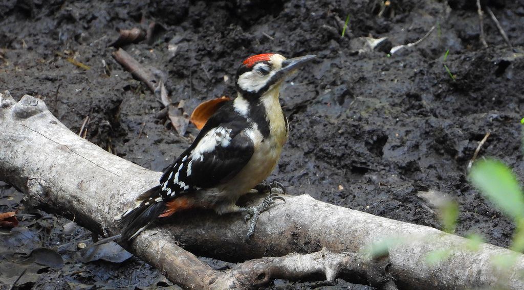 Dzięcioł duży, dzięcioł pstry większy (Dendrocopos major)