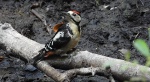 Dzięcioł duży, dzięcioł pstry większy (Dendrocopos major)