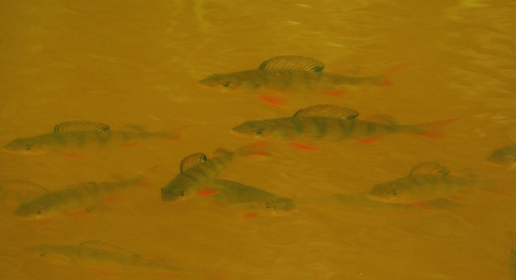 Okoń pospolity, okoń (Perca fluviatilis)