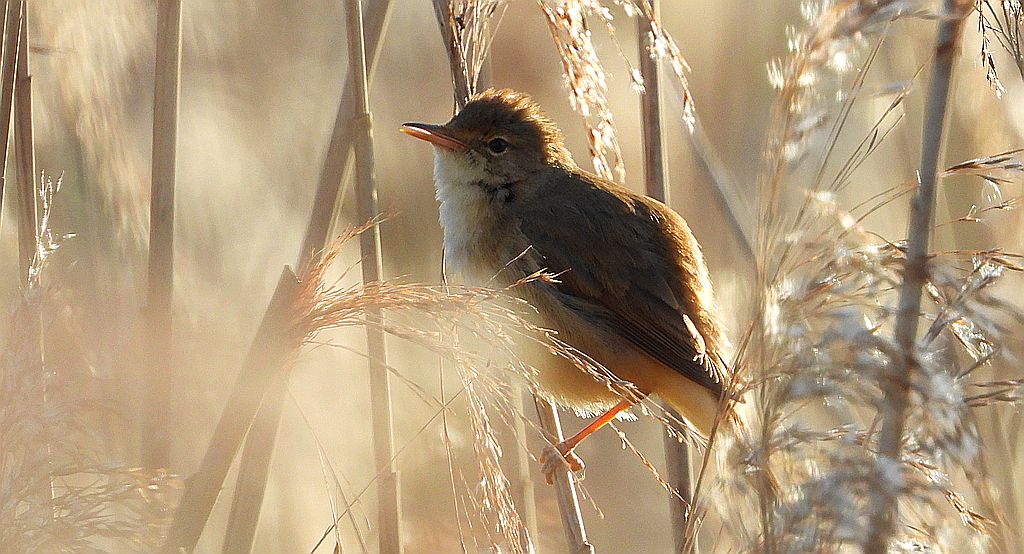 Trzcinniczek, trzcionka (Acrocephalus scirpaceus)