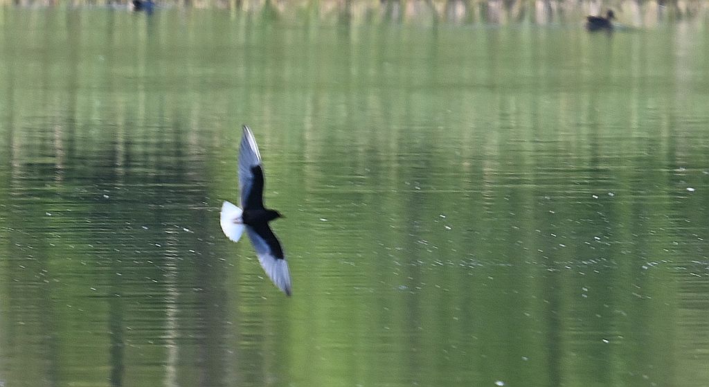 Rybitwa białoskrzydła (Chlidonias leucopterus)