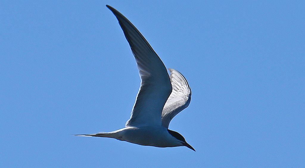 Rybitwa rzeczna, rybitwa zwyczajna (Sterna hirundo)