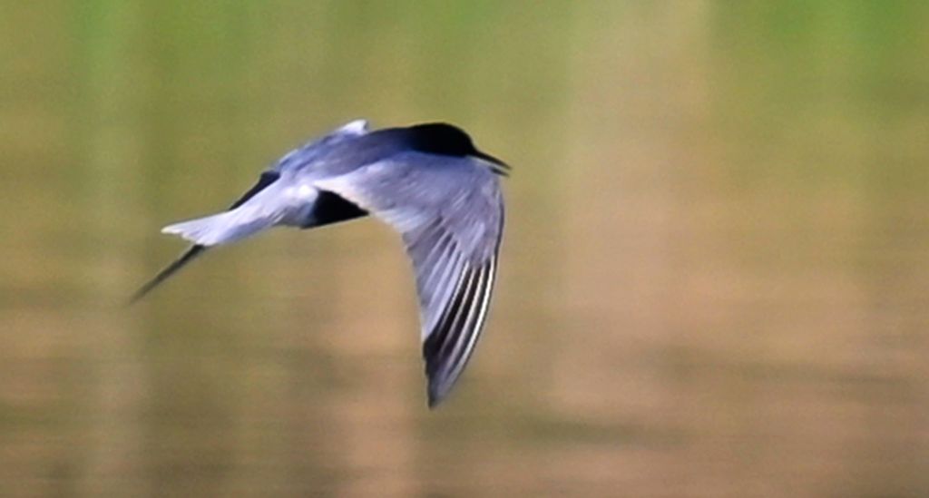 Rybitwa czarna, rybitwa żałobna (Chlidonias niger)