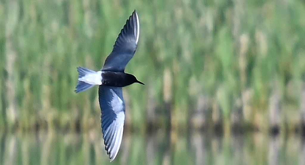 Rybitwa czarna, rybitwa żałobna (Chlidonias niger)