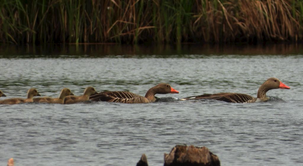 Gęgawa, gęś gęgawa (Anser anser)