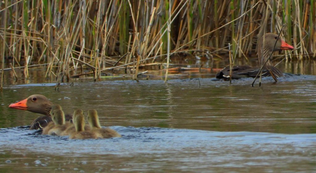 Gęgawa, gęś gęgawa (Anser anser)