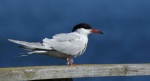 Rybitwa rzeczna, rybitwa zwyczajna (Sterna hirundo)