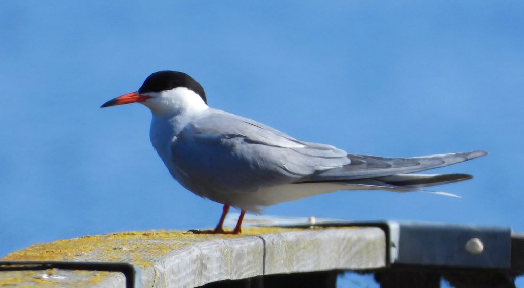 Rybitwa rzeczna, rybitwa zwyczajna (Sterna hirundo)
