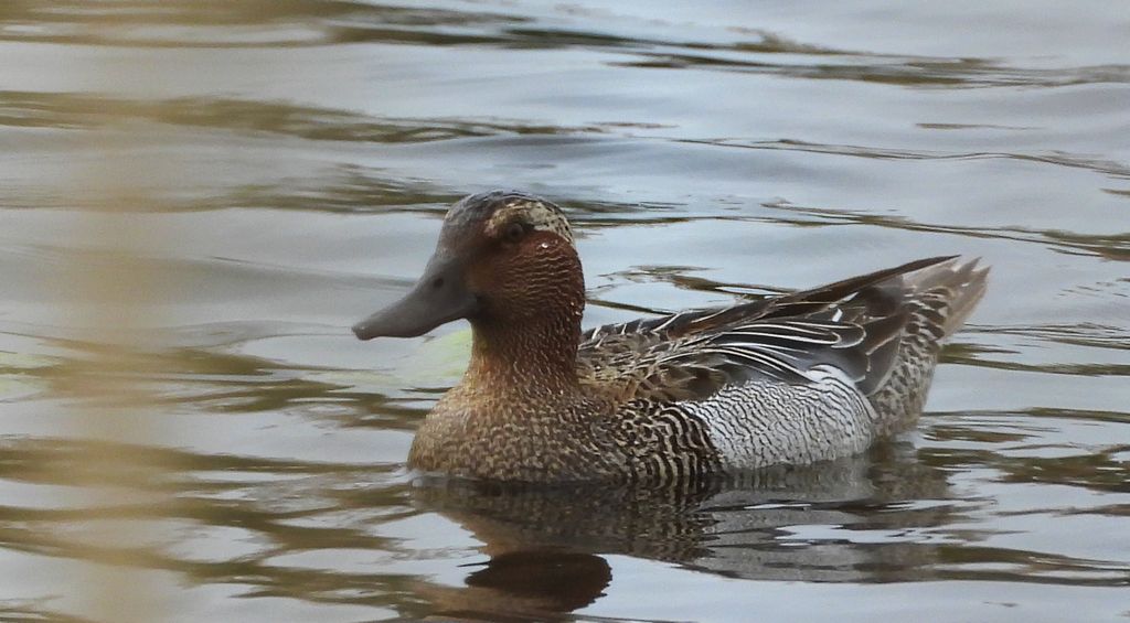 Cyranka zwyczajna (Spatula querquedula)
