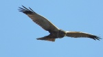 Błotniak stawowy (Circus aeruginosus)