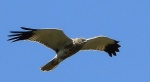 Błotniak stawowy (Circus aeruginosus)
