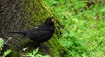 Kos (Turdus merula)