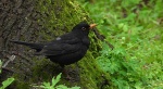 Kos (Turdus merula)