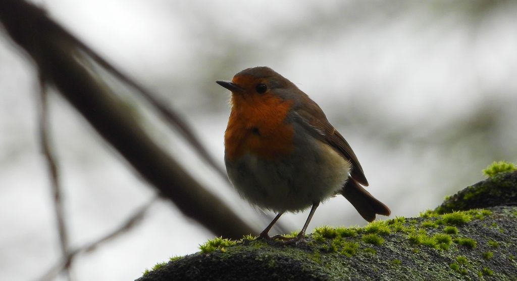 Rudzik, rudzik zwyczajny, raszka (Erithacus rubecula)