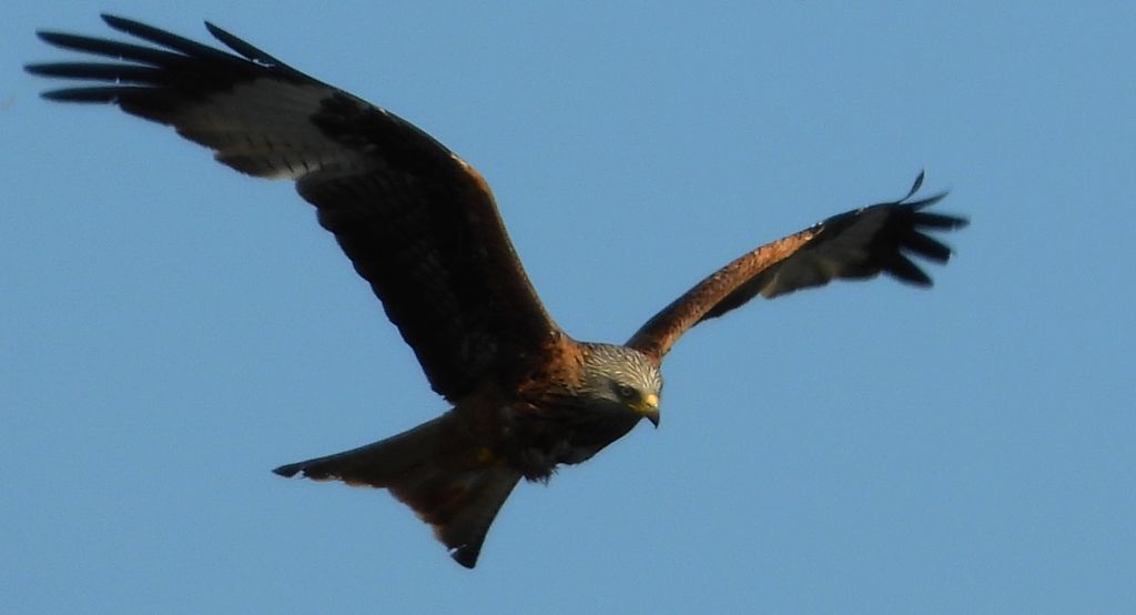 Kania ruda, kania rdzawa (Milvus milvus)