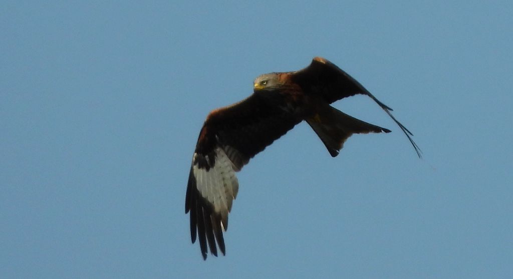 Kania ruda, kania rdzawa (Milvus milvus)