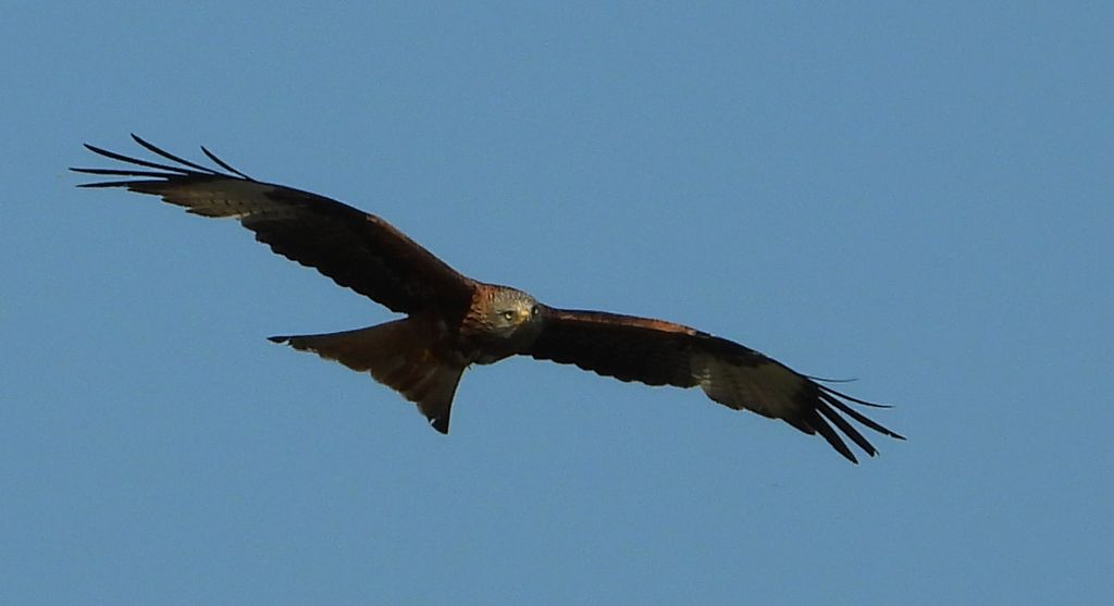 Kania ruda, kania rdzawa (Milvus milvus)