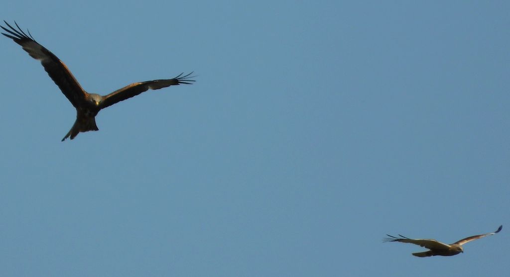 Kania ruda, kania rdzawa (Milvus milvus) i błotniak stawowy (Circus aeruginosus)