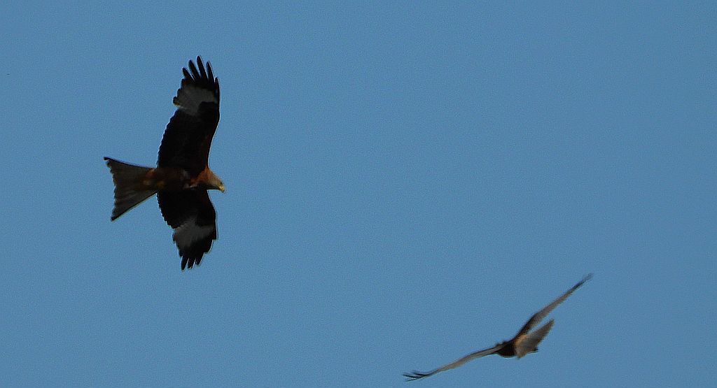 Kania ruda, kania rdzawa (Milvus milvus) i błotniak stawowy (Circus aeruginosus)