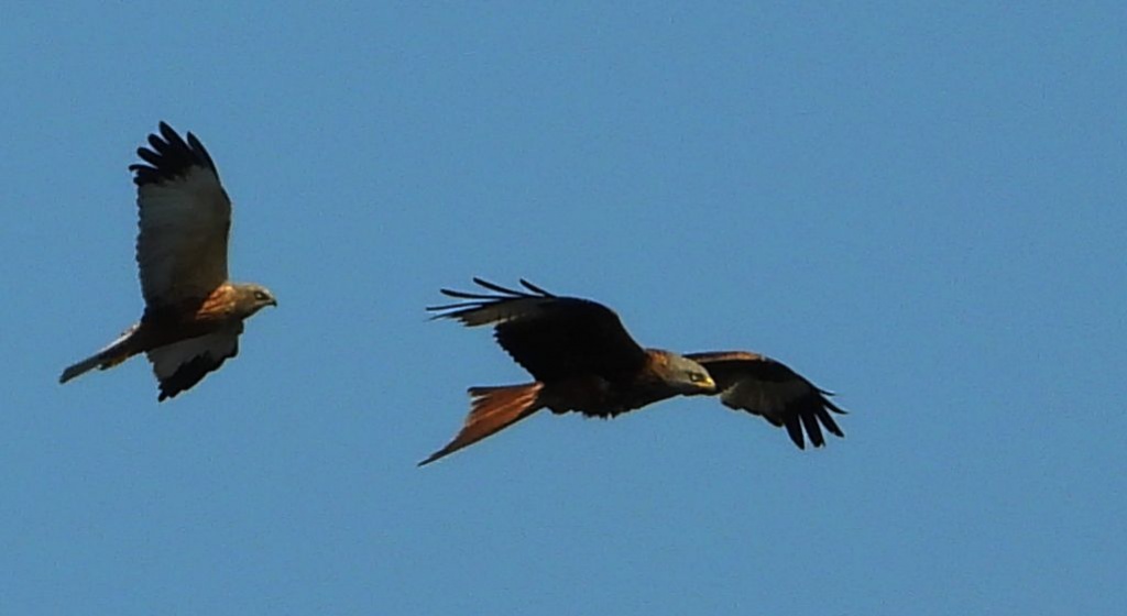 Kania ruda, kania rdzawa (Milvus milvus) i błotniak stawowy (Circus aeruginosus)