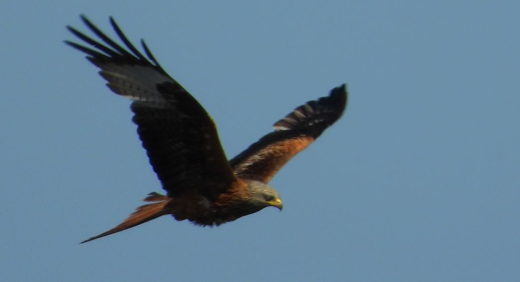 Kania ruda, kania rdzawa (Milvus milvus)