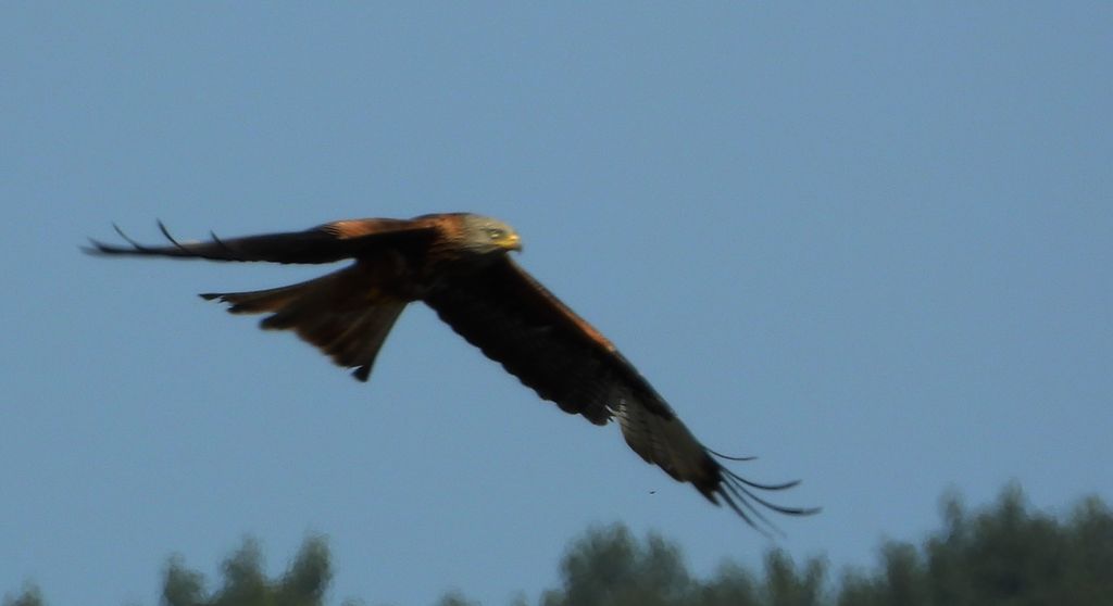 Kania ruda, kania rdzawa (Milvus milvus)