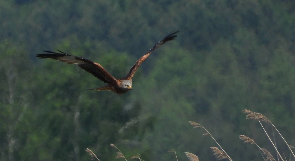 Kania ruda, kania rdzawa (Milvus milvus)