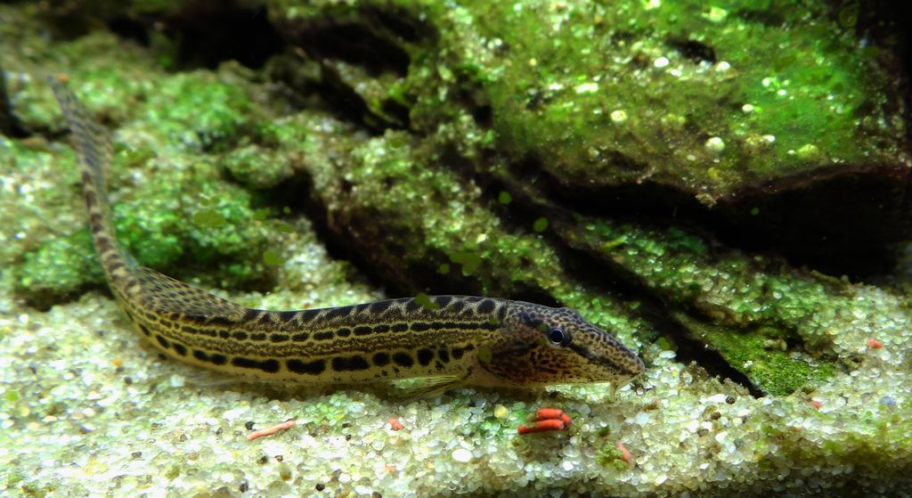 Koza pospolita, koza, kózka (Cobitis taenia)