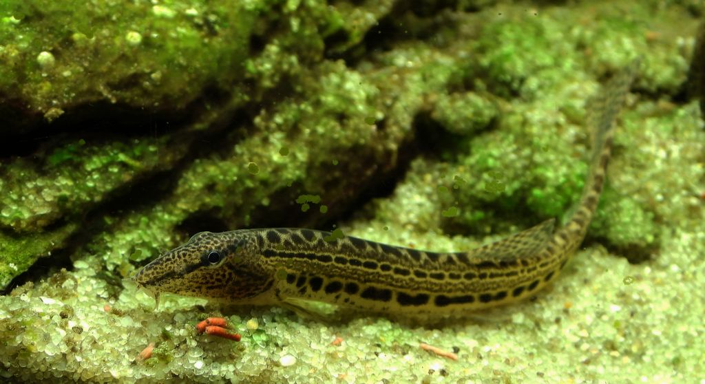 Koza pospolita, koza, kózka (Cobitis taenia)