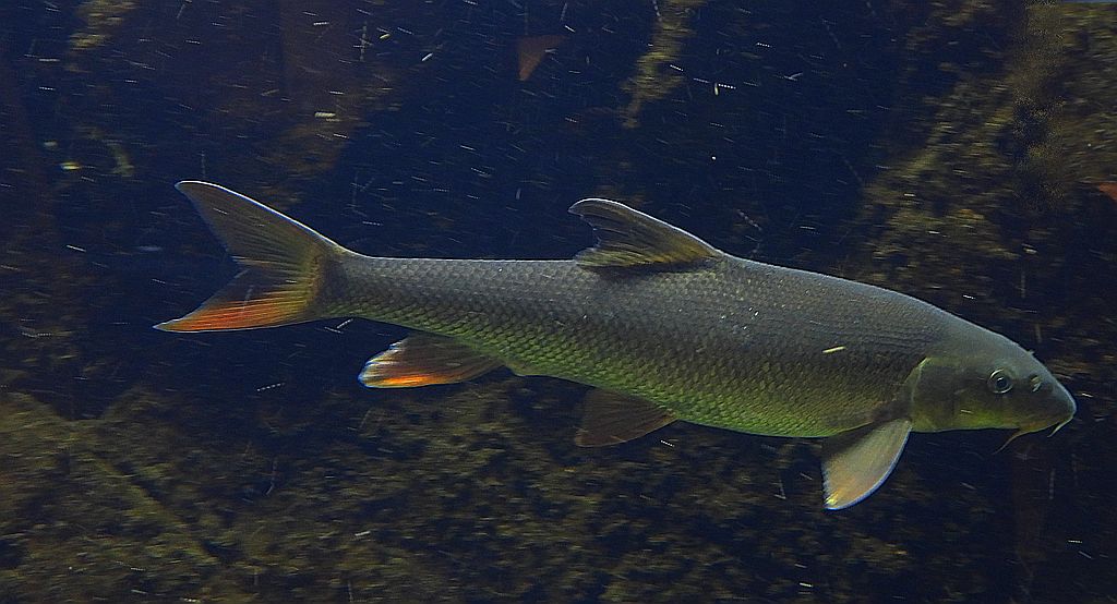 Brzana pospolita, brzana (Barbus barbus)