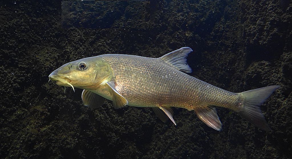 Brzana pospolita, brzana (Barbus barbus)