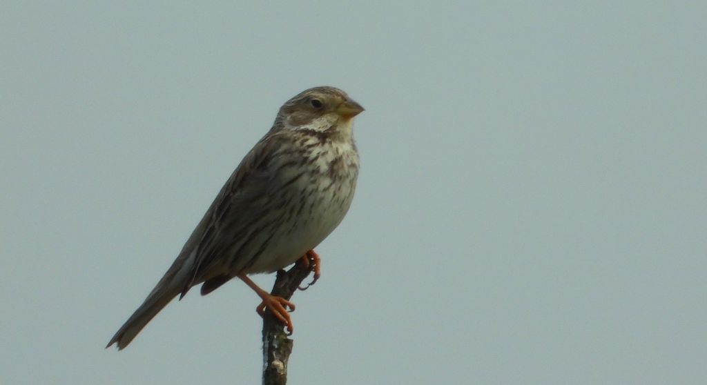Potrzeszcz (Emberiza calandra)