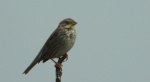 Potrzeszcz (Emberiza calandra)
