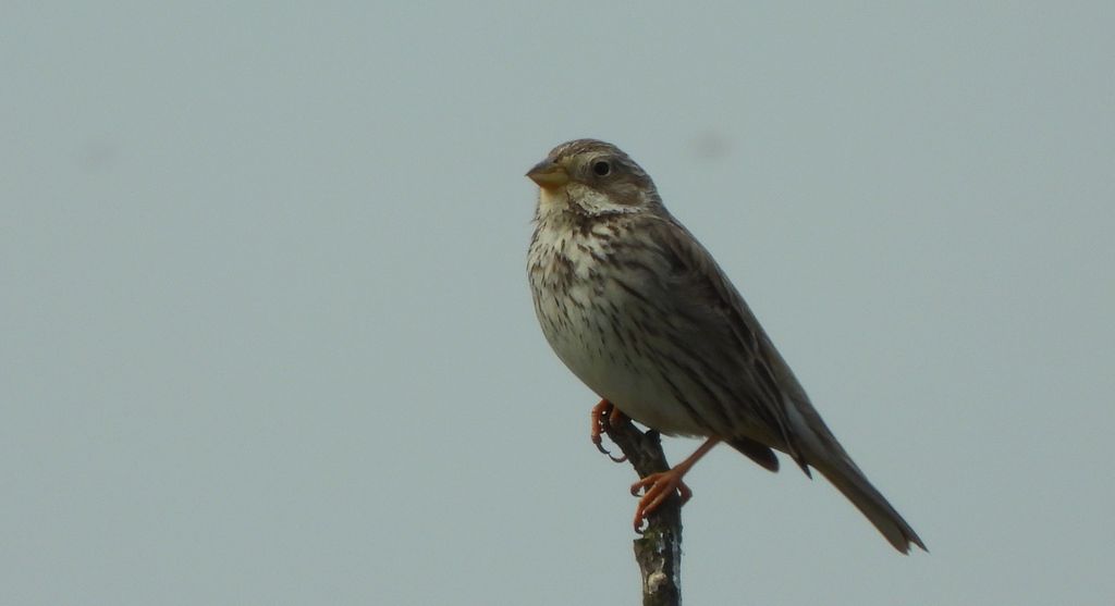 Potrzeszcz (Emberiza calandra)