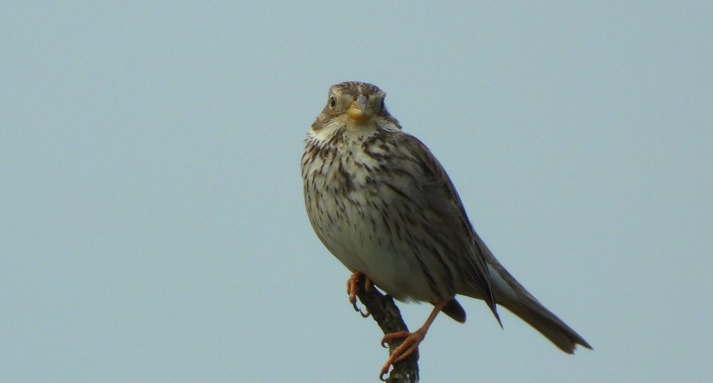 Potrzeszcz (Emberiza calandra)