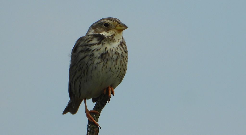 Potrzeszcz (Emberiza calandra)